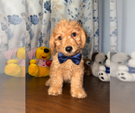 Small #24 Goldendoodle mix (+ Poodle Miniature)