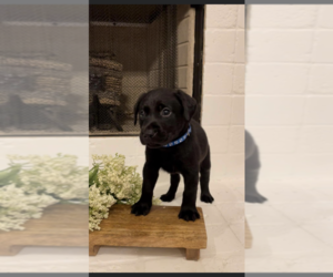 Labrador Retriever Puppy for sale in CULLMAN, AL, USA