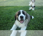 Small Photo #3 Saint Bernard Puppy For Sale in KENNEWICK, WA, USA