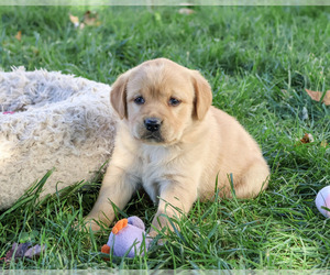 Golden Labrador Puppy for sale in SYRACUSE, IN, USA