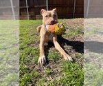 Small Photo #1 American Pit Bull Terrier Puppy For Sale in Plano, TX, USA