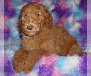 Labradoodle Puppy for sale in LA HABRA, CA, USA