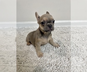 French Bulldog Puppy for sale in CHARLESTON, SC, USA