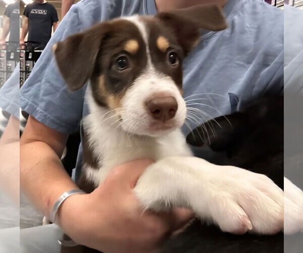 Medium Photo #2 Mutt Puppy For Sale in Plainfield, IL, USA