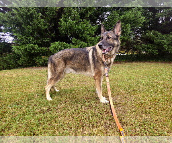 Medium Photo #12 German Shepherd Dog Puppy For Sale in Centreville, VA, USA