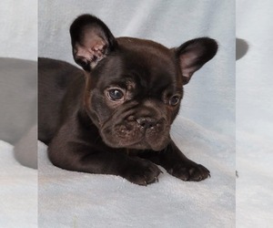 French Bulldog Puppy for sale in PINCKNEY, MI, USA
