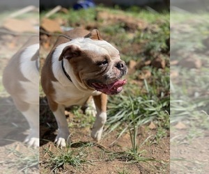 Mother of the Olde English Bulldogge puppies born on 07/27/2022