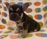 Puppy Puppy 2 Rolo French Bulldog