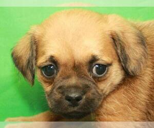 Poodle (Toy)-Pug Mix Puppy for sale in SHAWNEE, OK, USA