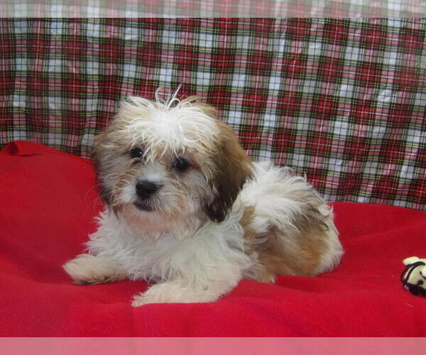 Medium Photo #1 Zuchon Puppy For Sale in PATERSON, NJ, USA