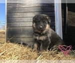Small Photo #4 German Shepherd Dog Puppy For Sale in INDIAN MOUND, TN, USA