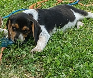 Beagle Puppy for sale in PLATTEVILLE, WI, USA