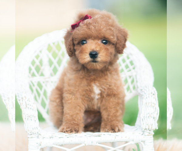 Medium Photo #5 Poodle (Toy) Puppy For Sale in WARSAW, IN, USA