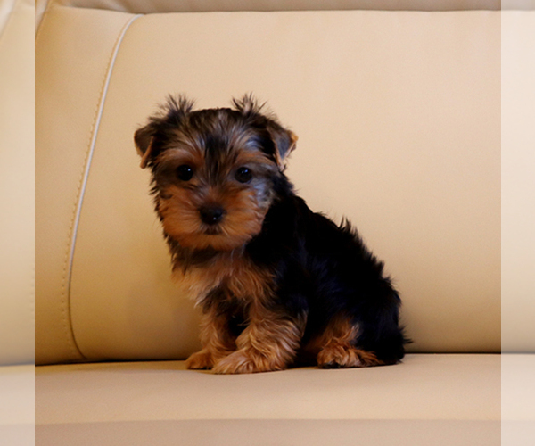 Medium Photo #5 Yorkshire Terrier Puppy For Sale in LOS ANGELES, CA, USA