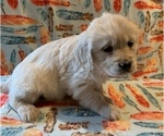 Puppy 1 English Cream Golden Retriever