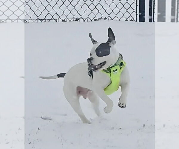 Medium Photo #3 American Pit Bull Terrier-Unknown Mix Puppy For Sale in Germantown, OH, USA