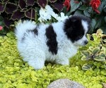 Small #3 Pomeranian