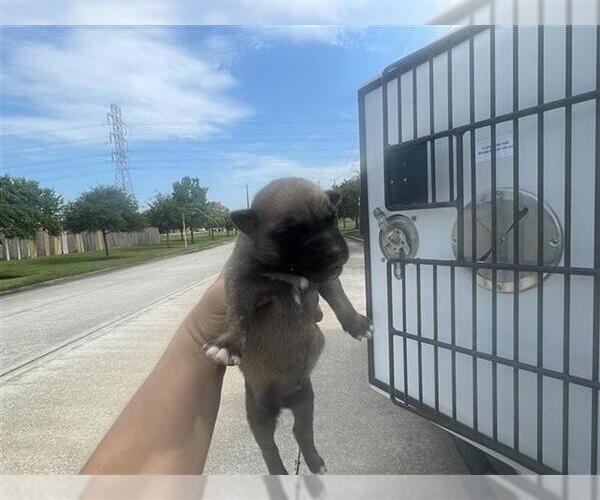 Medium Photo #1 German Shepherd Dog Puppy For Sale in Houston, TX, USA