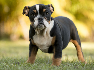 English Bulldogge Puppy for sale in FORT PIERCE, FL, USA