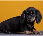 Small Photo #60 Dachshund Puppy For Sale in CROWLEY, TX, USA