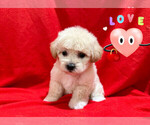 Small Photo #1 Maltipoo Puppy For Sale in SAN FRANCISCO, CA, USA