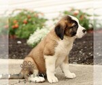 Small #2 Saint Bernard