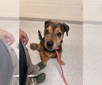 Small #1 Rottweiler Mix