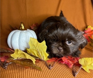 Shih Tzu Puppy for sale in ROSMAN, NC, USA