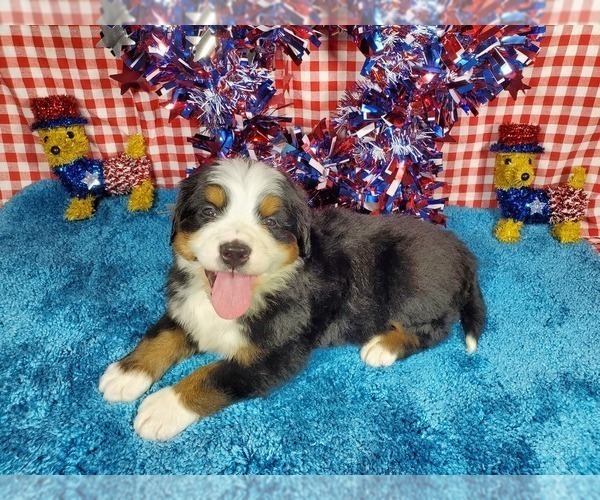 Medium Photo #7 Bernese Mountain Dog Puppy For Sale in BLACK FOREST, CO, USA
