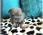 Small #50 French Bulldog