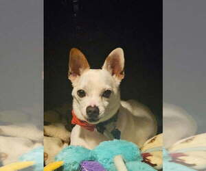 Chihuahua Dogs for adoption in Mundelein, IL, USA