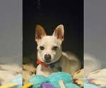 Small Chihuahua
