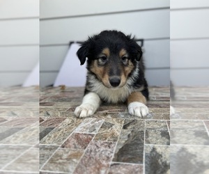 Border Collie-Collie Mix Puppy for sale in BELL GARDENS, CA, USA
