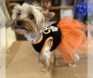 Yorkshire Terrier Dog for Adoption in CANBY, Oregon USA