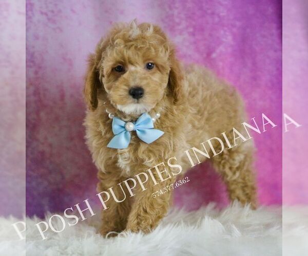 Medium Photo #5 Poodle (Toy) Puppy For Sale in WARSAW, IN, USA