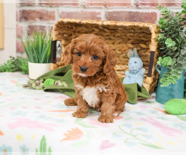 Medium Photo #2 Cavapoo (Miniature) Puppy For Sale in SYRACUSE, IN, USA