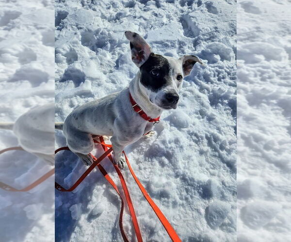 Medium Photo #11 Mutt Puppy For Sale in Gloversville, NY, USA