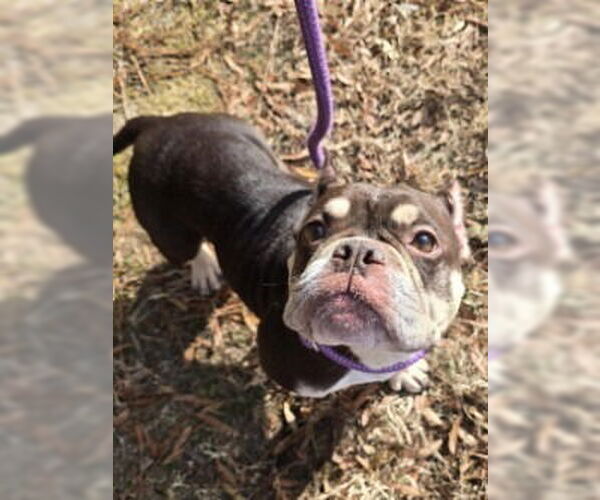 Medium Photo #1 Bulldog Puppy For Sale in Glen Allen, VA, USA