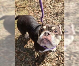 Bulldog Dogs for adoption in Glen Allen, VA, USA