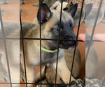 Small Photo #5 Belgian Malinois Puppy For Sale in MIAMI, FL, USA