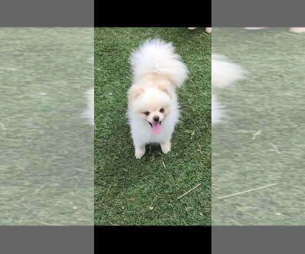 Medium Photo #1 Pomeranian Puppy For Sale in Winnipeg, Manitoba, Canada