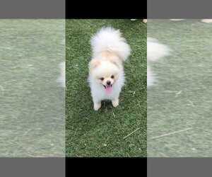 Father of the Pomeranian puppies born on 09/11/2026