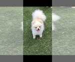 Small Photo #1 Pomeranian Puppy For Sale in Winnipeg, Manitoba, Canada