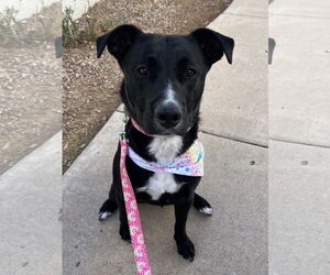 Mutt Dogs for adoption in Chandler, AZ, USA