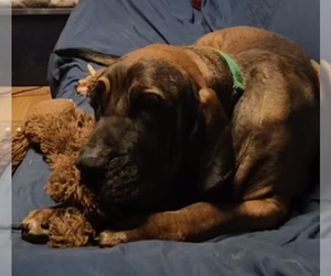 Oro - Male Brazilian Mastiff Dog for Adoption - Photo #7