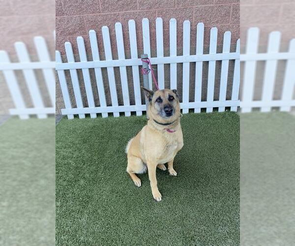 Medium Photo #1 Mutt Puppy For Sale in Modesto, CA, USA