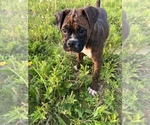 Small Photo #5 Boxer Puppy For Sale in MARTINSVILLE, IN, USA