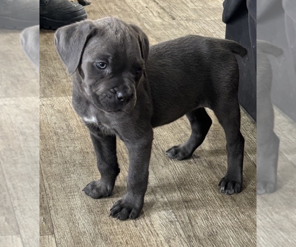 Medium Photo #5 Cane Corso Puppy For Sale in POUGHKEEPSIE, NY, USA