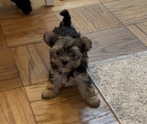 Morkie Puppy for sale in ALEXANDRIA, VA, USA