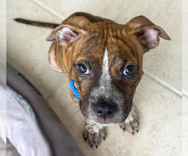 Medium Photo #1 American Pit Bull Terrier-American Staffordshire Terrier Mix Puppy For Sale in Lighthouse Point, FL, USA